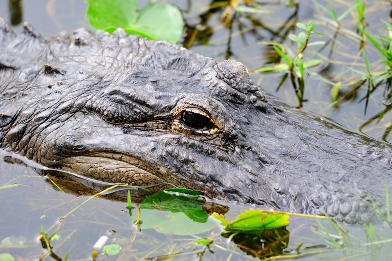 Dubai Crocodile Park